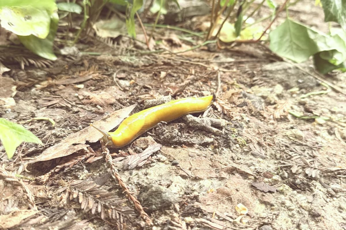 Santa Cruz banana slug, a local icon representing the unique character of Santa Cruz businesses