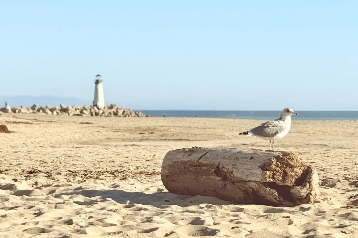 A bird on Seabright Beach in Santa Cruz